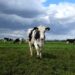 Lanzadera acoge a Mindsaic, una empresa que dice poder comunicarse con las vacas